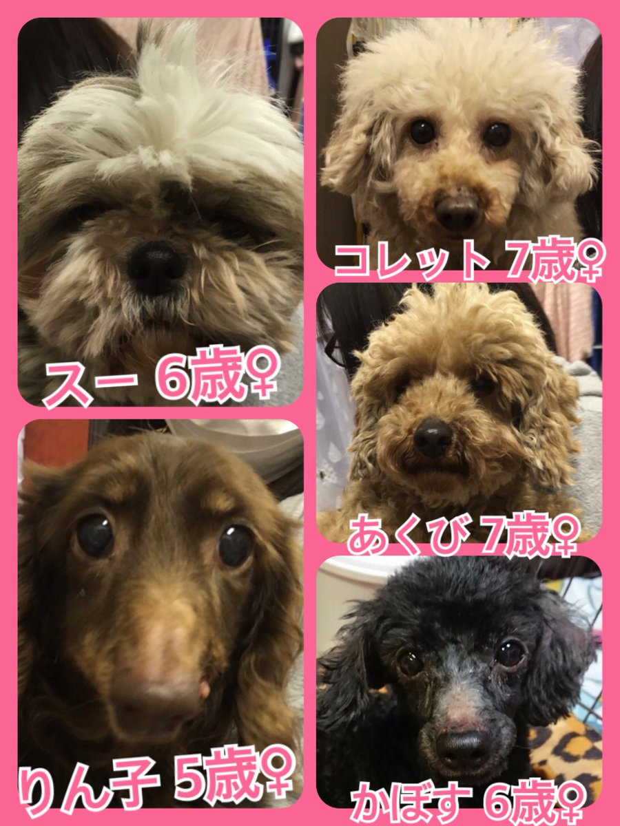 🐾今日の里親様募集中ワンコ🐶メンバーです🐾2019,3,27